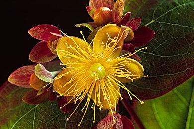 超可爱的RPG乐园经营游戏——《噗噗的冒险乐园》登陆Steam新品节 开启限时免费试玩